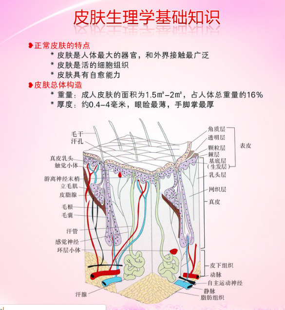 了解和认识皮肤  才能做好保健自身